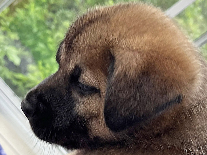 chinook puppy